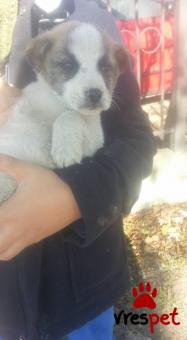 Ράτσα: Μπίγκλ - Beagle | Ηλικία: 2,5 μηνών | Φύλο: Αρσενικό | Αρ. Microchip: - | Ημίαιμο | Περιοχή: Αλεξάνδρεια, Μακεδονία